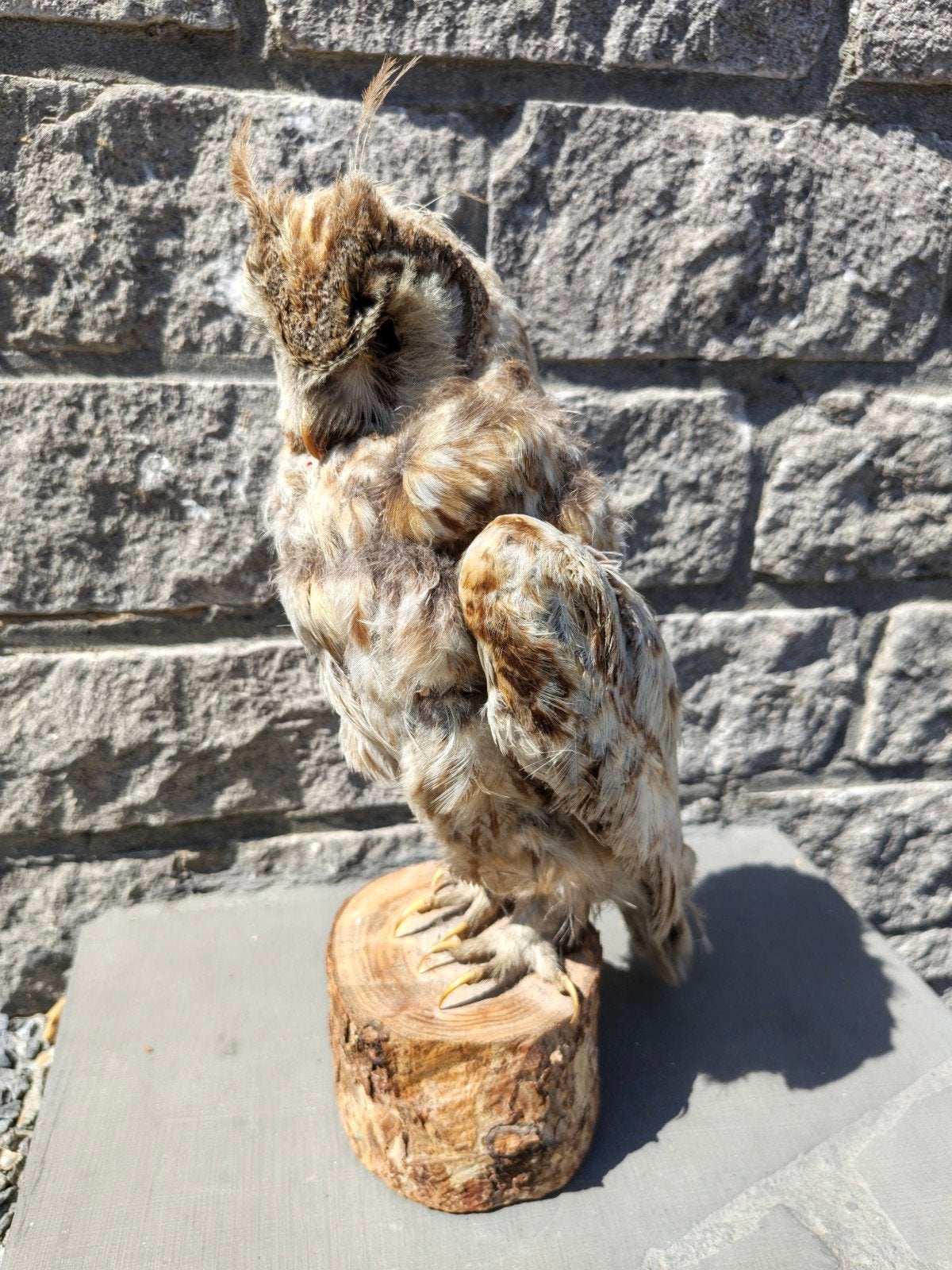 vintage taxidermie opgezette ransuil op houtblok, Ophalen of Verzenden