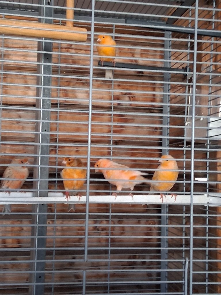 Te koop kanaries, Dieren en Toebehoren, Geslacht onbekend, Zangkanarie