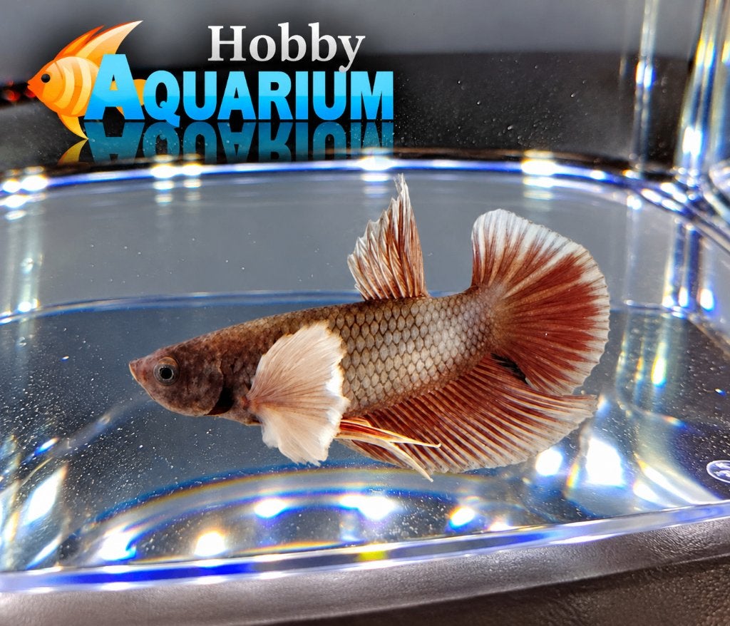 Hobbyaquarium  Betta SP Plakat Dumbo Ear, Dieren en Toebehoren, Vis, Zoetwatervis