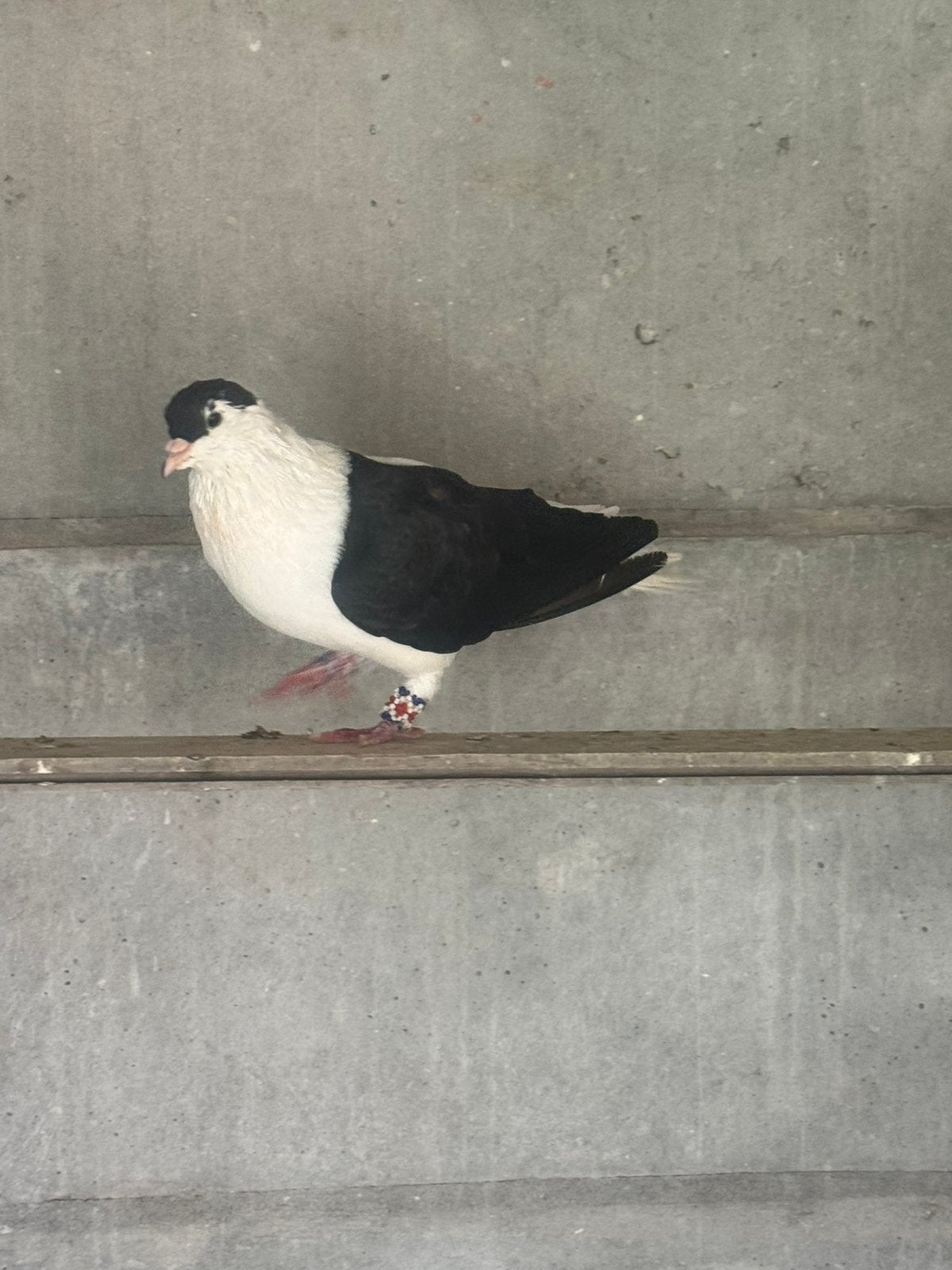 Afghaanse duiven, Dieren en Toebehoren, Vogels | Duiven