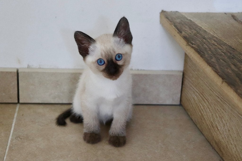 Tradiotonele (Thai) siamese kittens met stamboom, Animaux & Accessoires, Chats & Chatons | Chats de race | Poil ras, Plusieurs animaux
