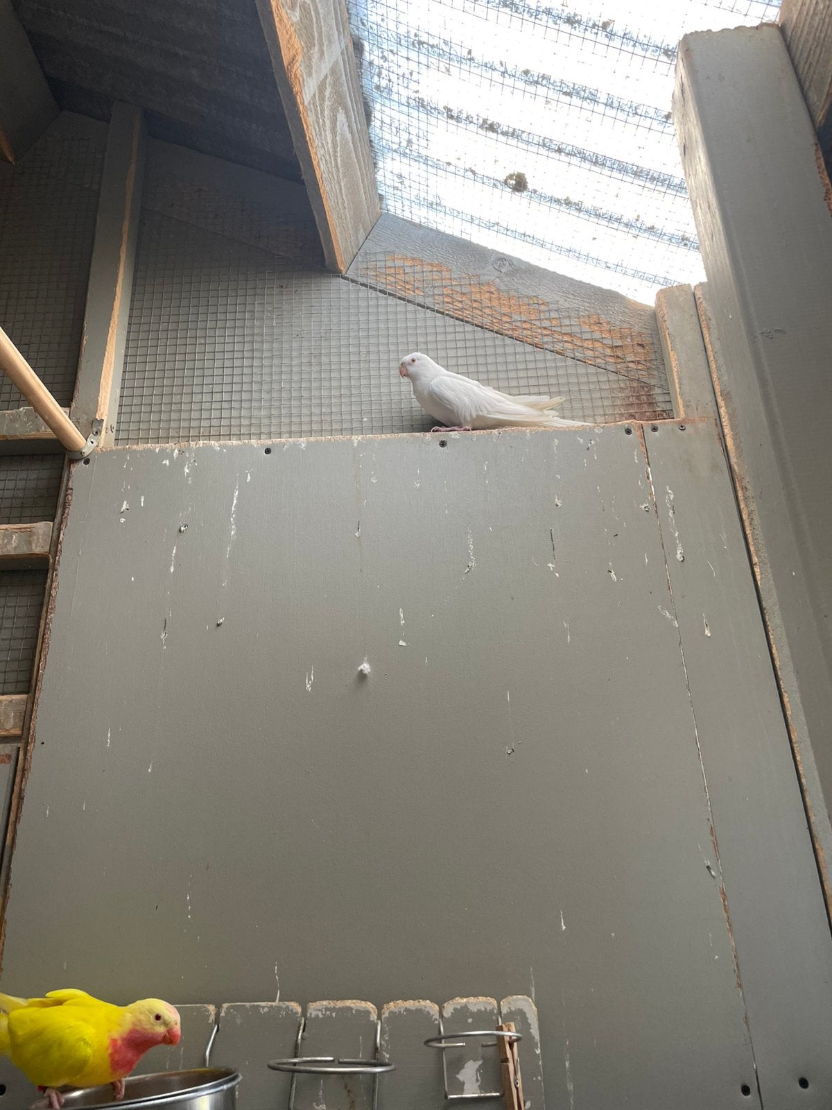 princess of wales, pennant rosella, Perruche