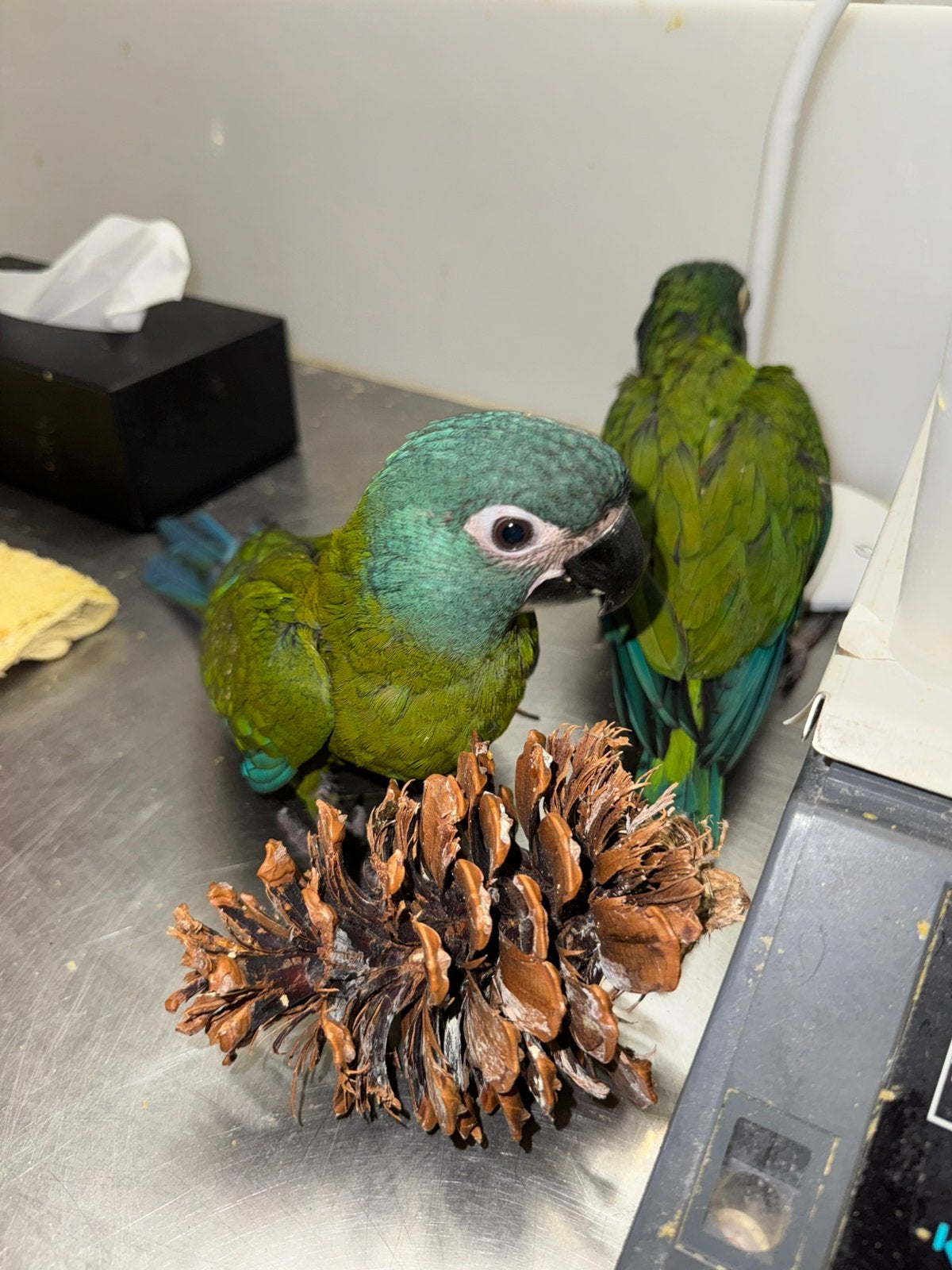 Super aanhankellijke, speelse baby dwerg ara’s, Dieren en Toebehoren, Vogels | Parkieten en Papegaaien, Mannelijk, Papegaai, Pratend