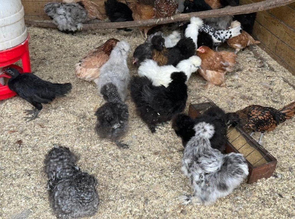 Zijdehoenders kippen te koop (verschillende kleuren), Plusieurs animaux, Poule ou poulet
