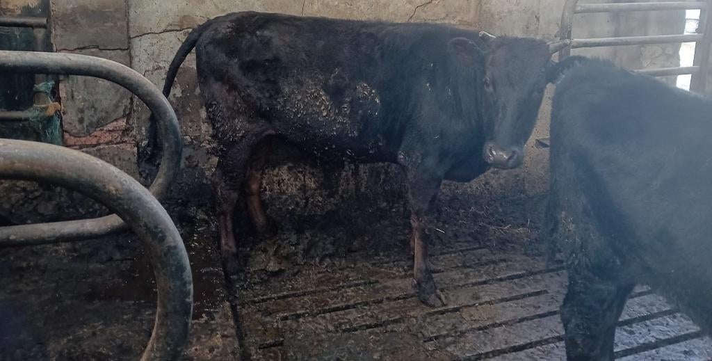 Te koop 5 Volbloed Wagyu runderen, Meerdere dieren, 0 tot 2 jaar