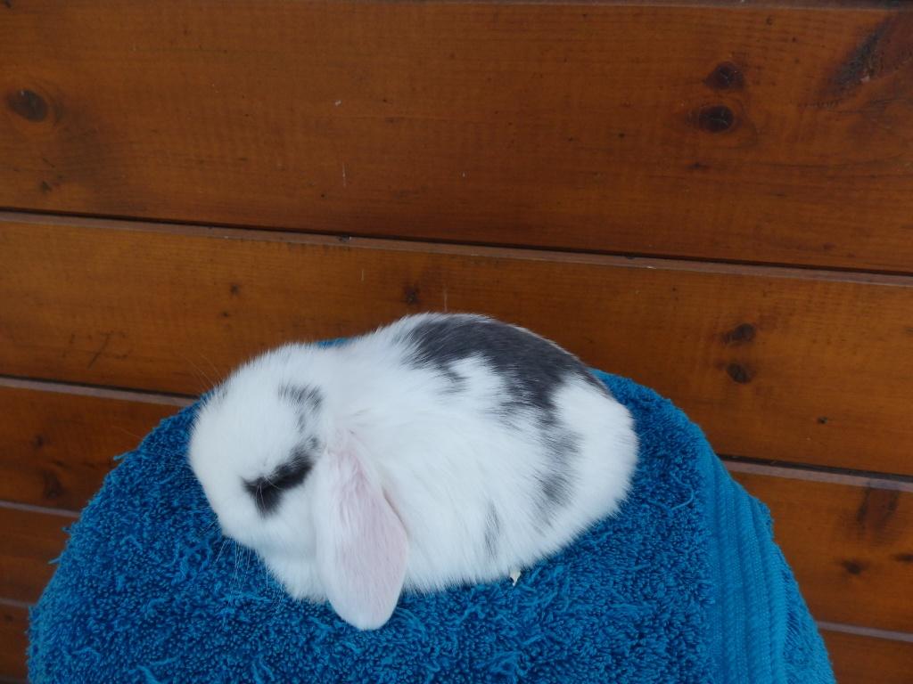 hd, infirmières, Animaux & Accessoires, Femelle, Nain, Oreilles tombantes, 0 à 2 ans