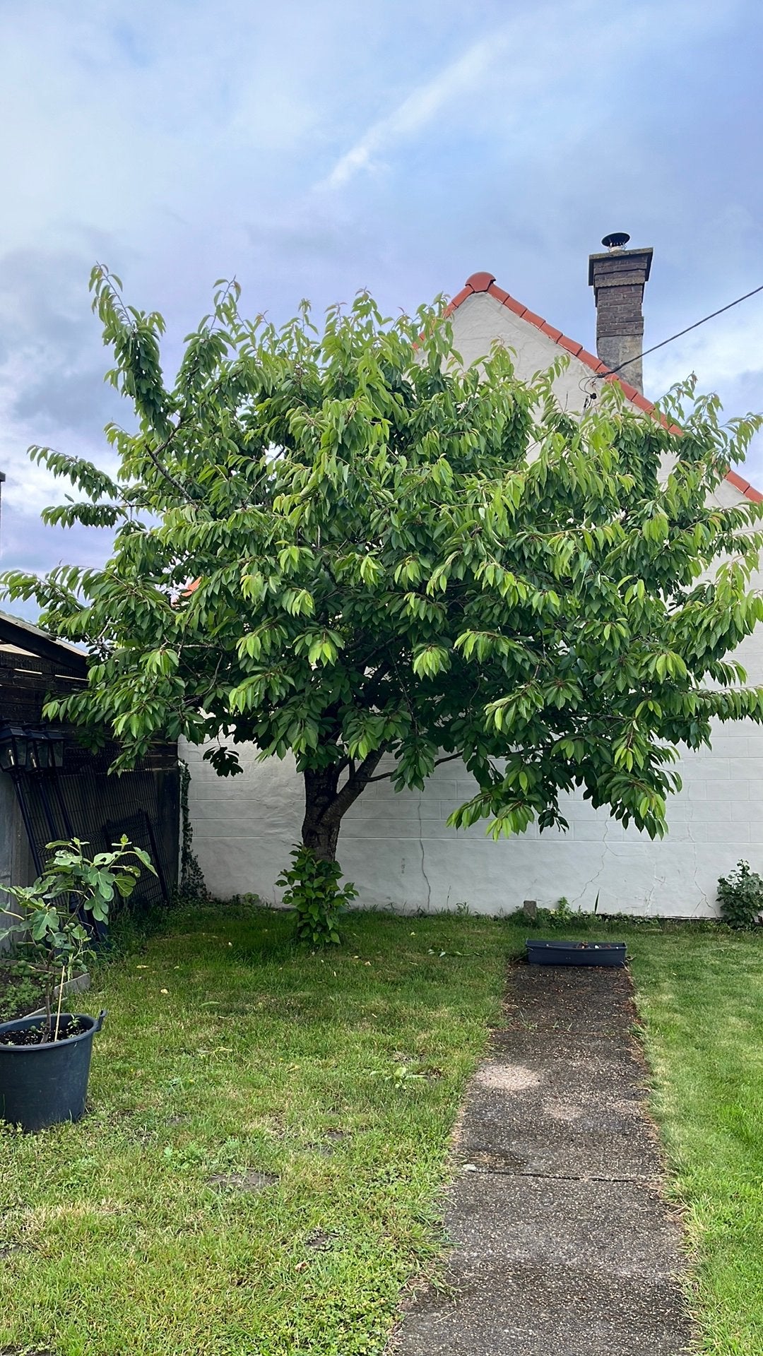 Gratis prachtige kriekboom, Tuin en Terras, Ophalen