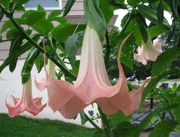 brugmansia (trompetplant)roze en  witte  te koop, Tuin en Terras, Planten | Tuinplanten, Ophalen, Zomer, Vaste plant, Overige soorten