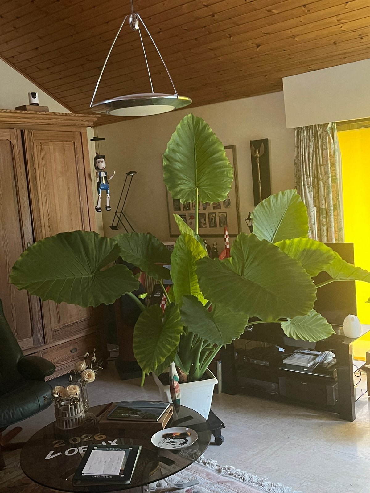 Oreille d’elephant, Jardin & Terrasse, En pot, Ne fleurit pas, Autres espèces, Enlèvement
