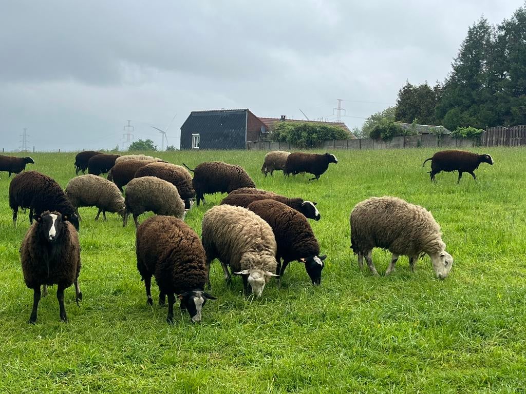 Schapen bokken, Dieren en Toebehoren, Schapen, Geiten en Varkens