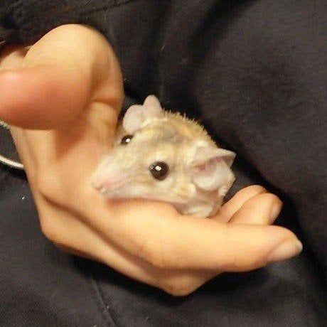 Stekelmuisjes, Dieren en Toebehoren, Januari, Meerdere dieren, Muis