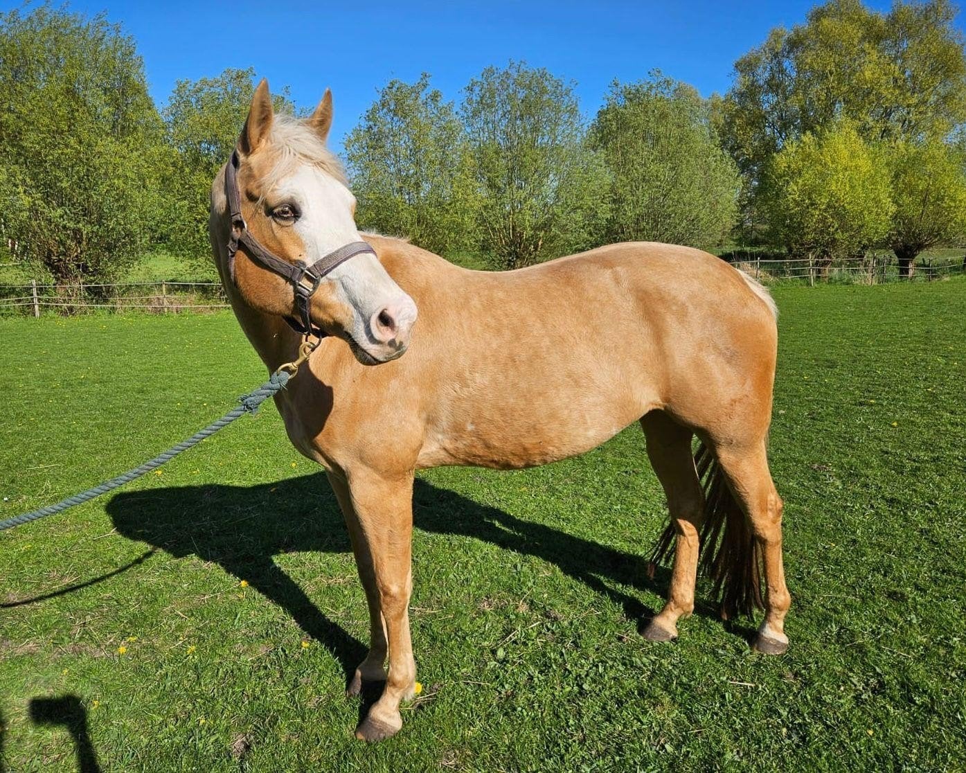 Paint merrie met papier, Dieren en Toebehoren, Paarden, Merrie, M