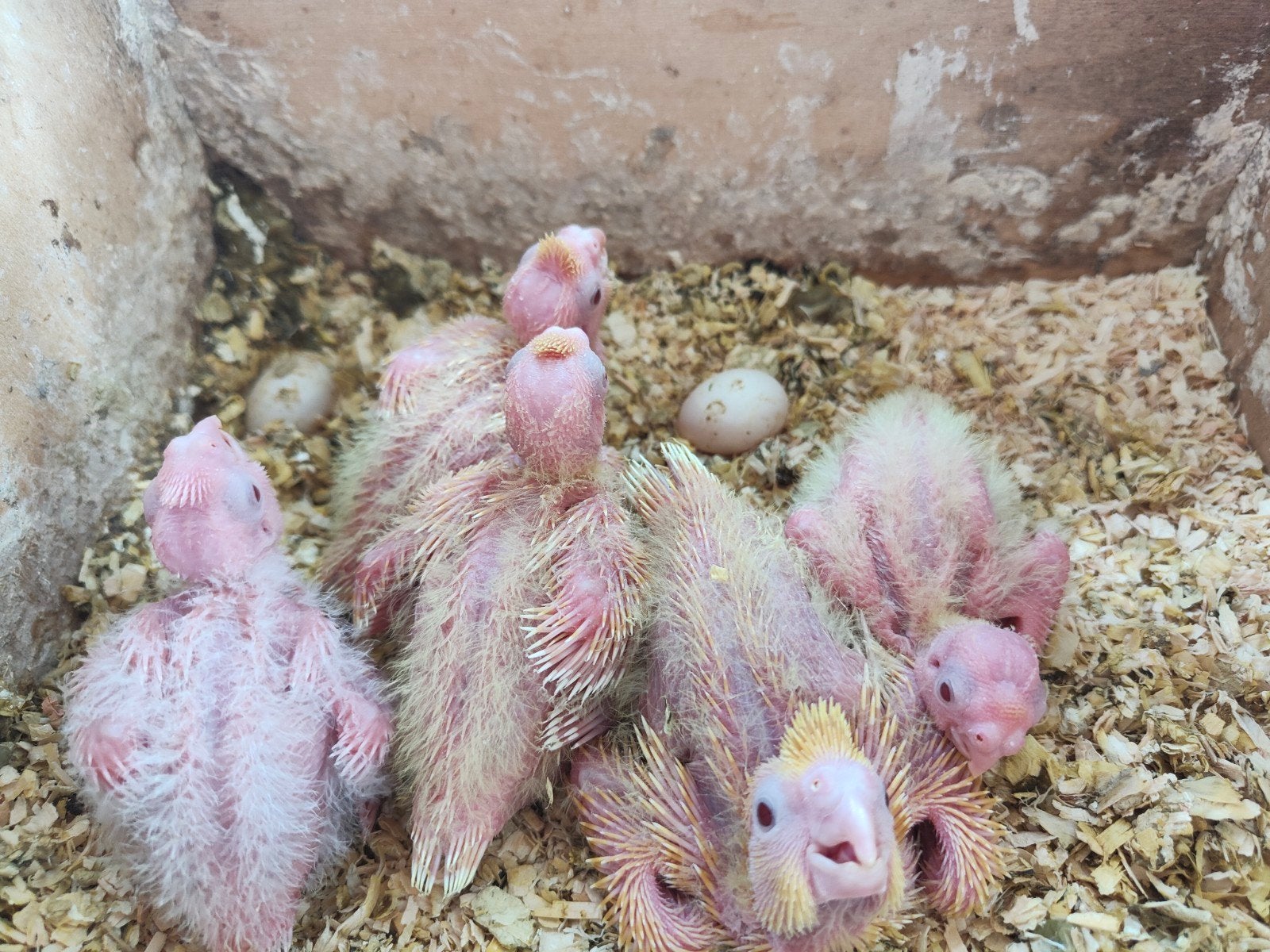 Calopsittes à élever à la main, Perruche, Domestique