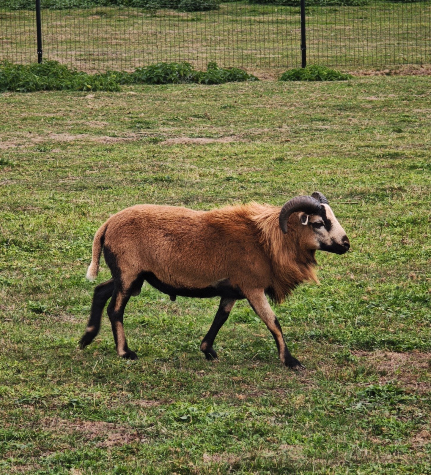Kameroen schaap Ram, Dieren en Toebehoren, Mannelijk, Schaap, 0 tot 2 jaar