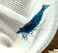 belles crevettes Blue Velvet, Homard, Crabe ou Crevette, Poisson d'eau douce