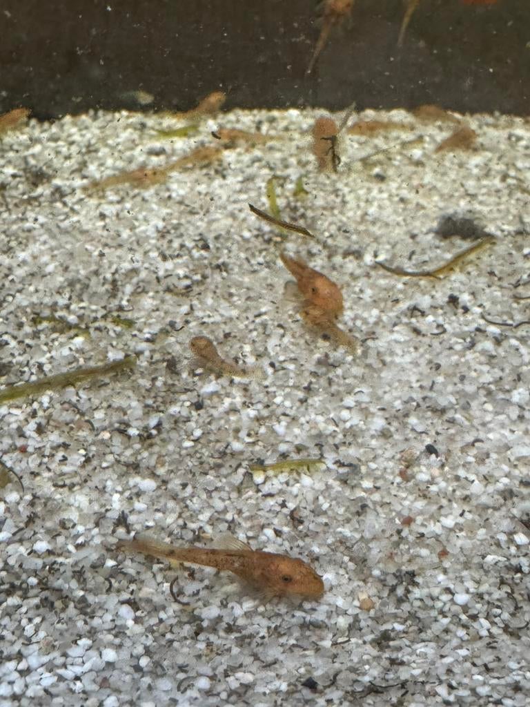 Baby ancistrussen en endler guppys