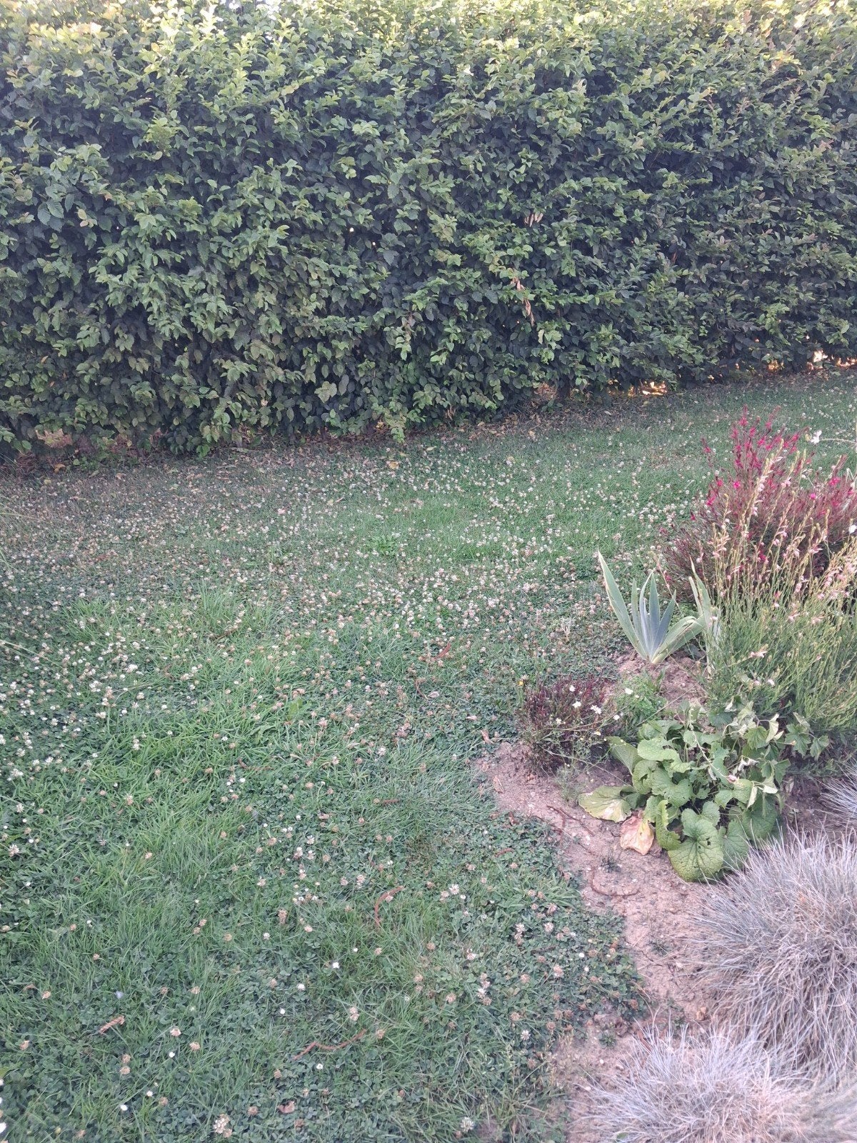 Recherche personne retraitée pour entretien jardin à vedrin, Haie