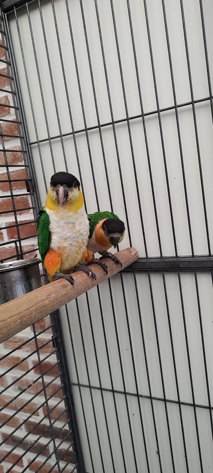 Handtamme zwartkop caique's, Tam