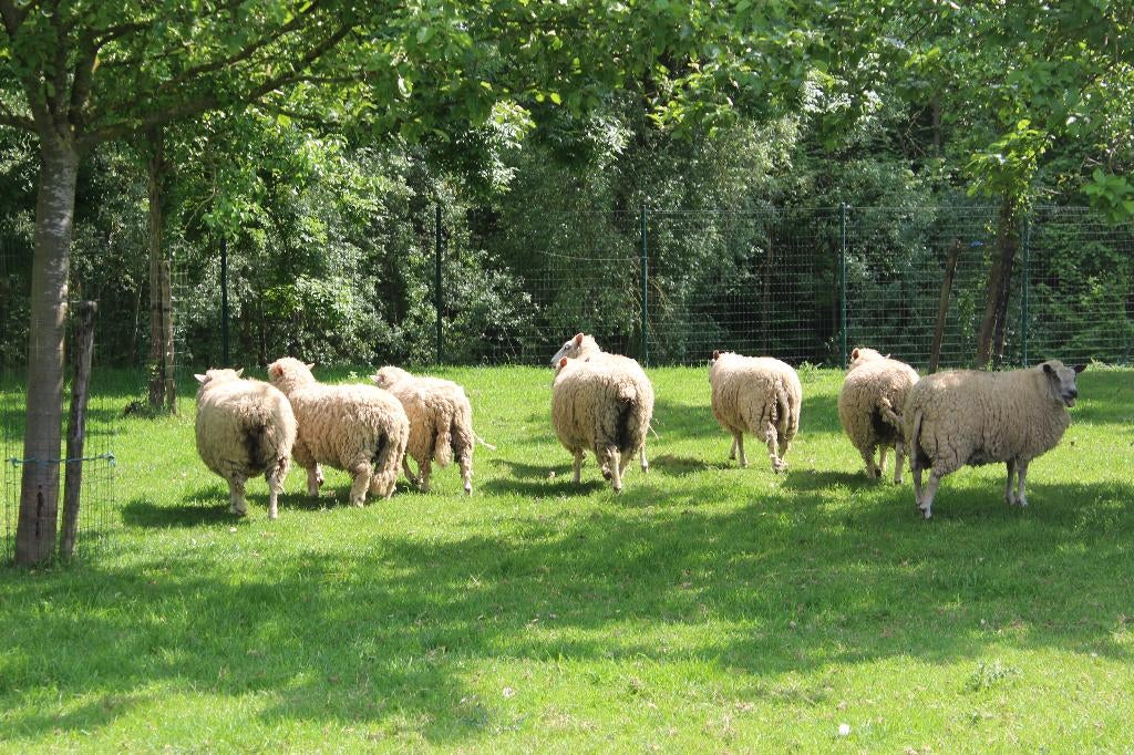 schapen, Dieren en Toebehoren, Schapen, Geiten en Varkens, Vrouwelijk, 0 tot 2 jaar