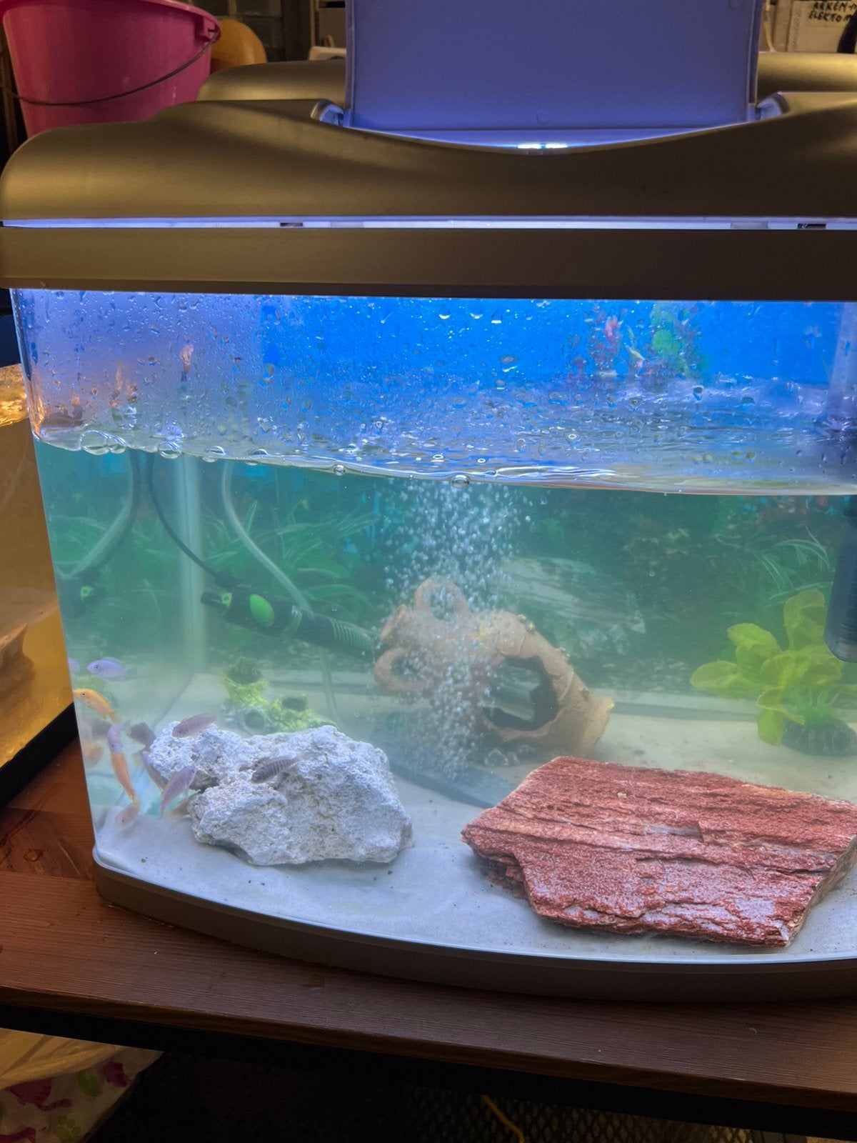 Aquarium met vissen, Ophalen, Zo goed als nieuw