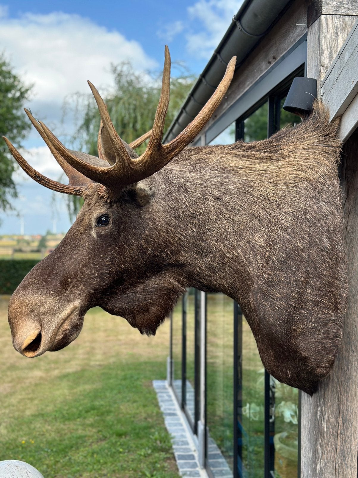 Eland opgezette kop, Ophalen