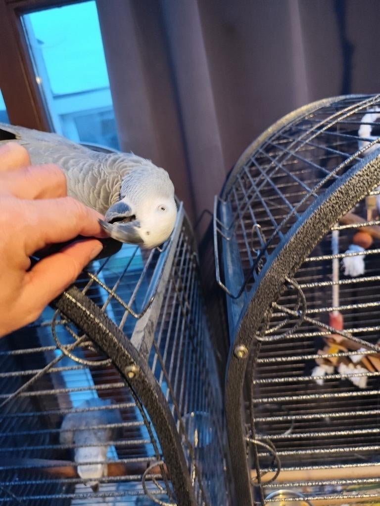 Grijze roodstaart papegaai (2021) MET KOOI, Dieren en Toebehoren, Mannelijk, Papegaai, Pratend