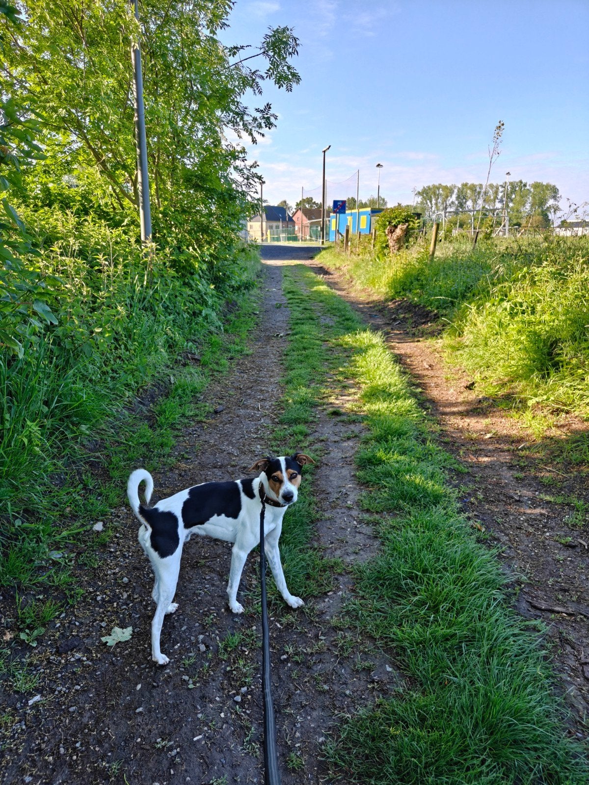 dekreu niet te koop, Dieren en Toebehoren, Mannelijk, 3 tot 5 jaar