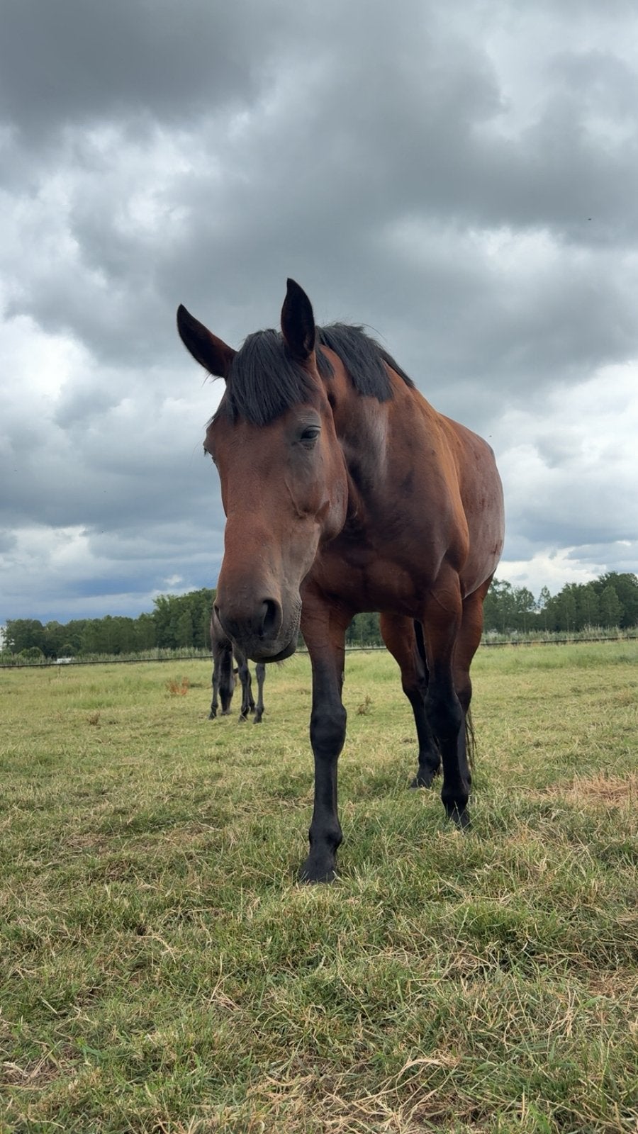 Paard te koop, Ophalen of Verzenden