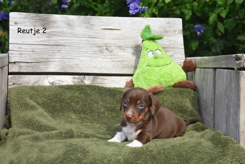 Prachtige Teckel pupjes, Dieren en Toebehoren, Parvo, België, 8 tot 15 weken, Korthaar