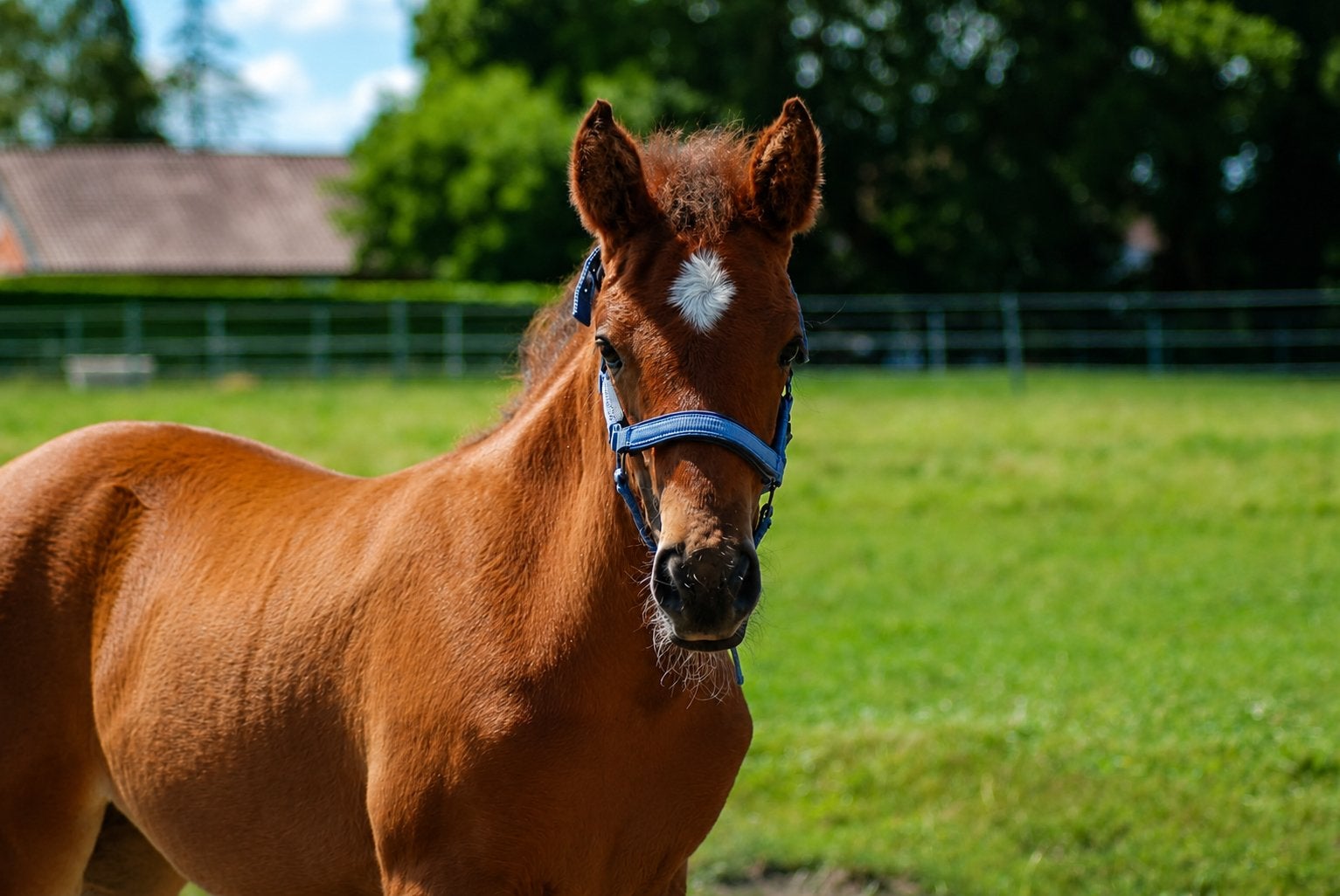 D pony veulen, Avec puce électronique, Poney de récréation, Poney D (1.37 m à 1.48m), 0 à 2 ans