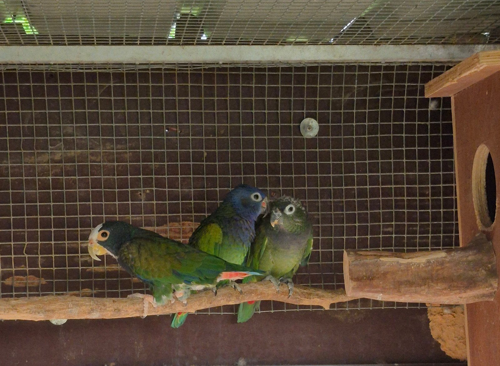 Pionussen ruil / koop, Dieren en Toebehoren, Meerdere dieren, Papegaai, Geringd