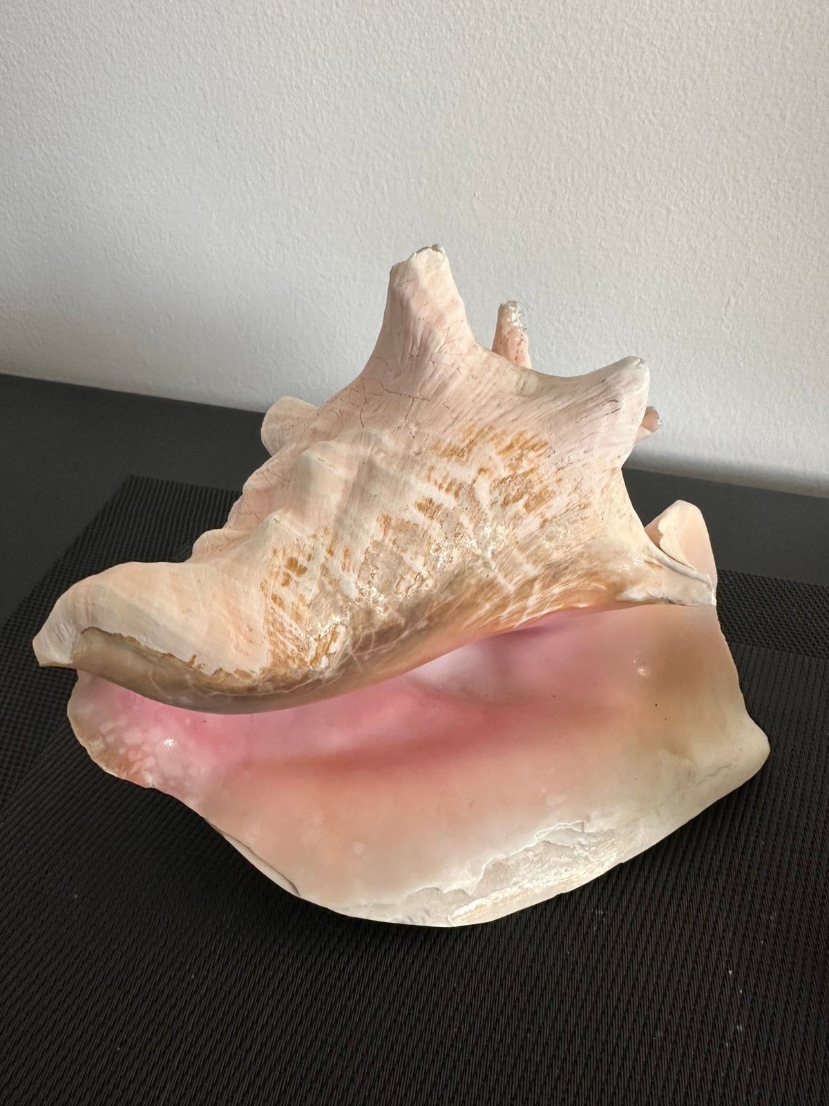 3 grote schelpen, Ophalen of Verzenden, Schelp(en)