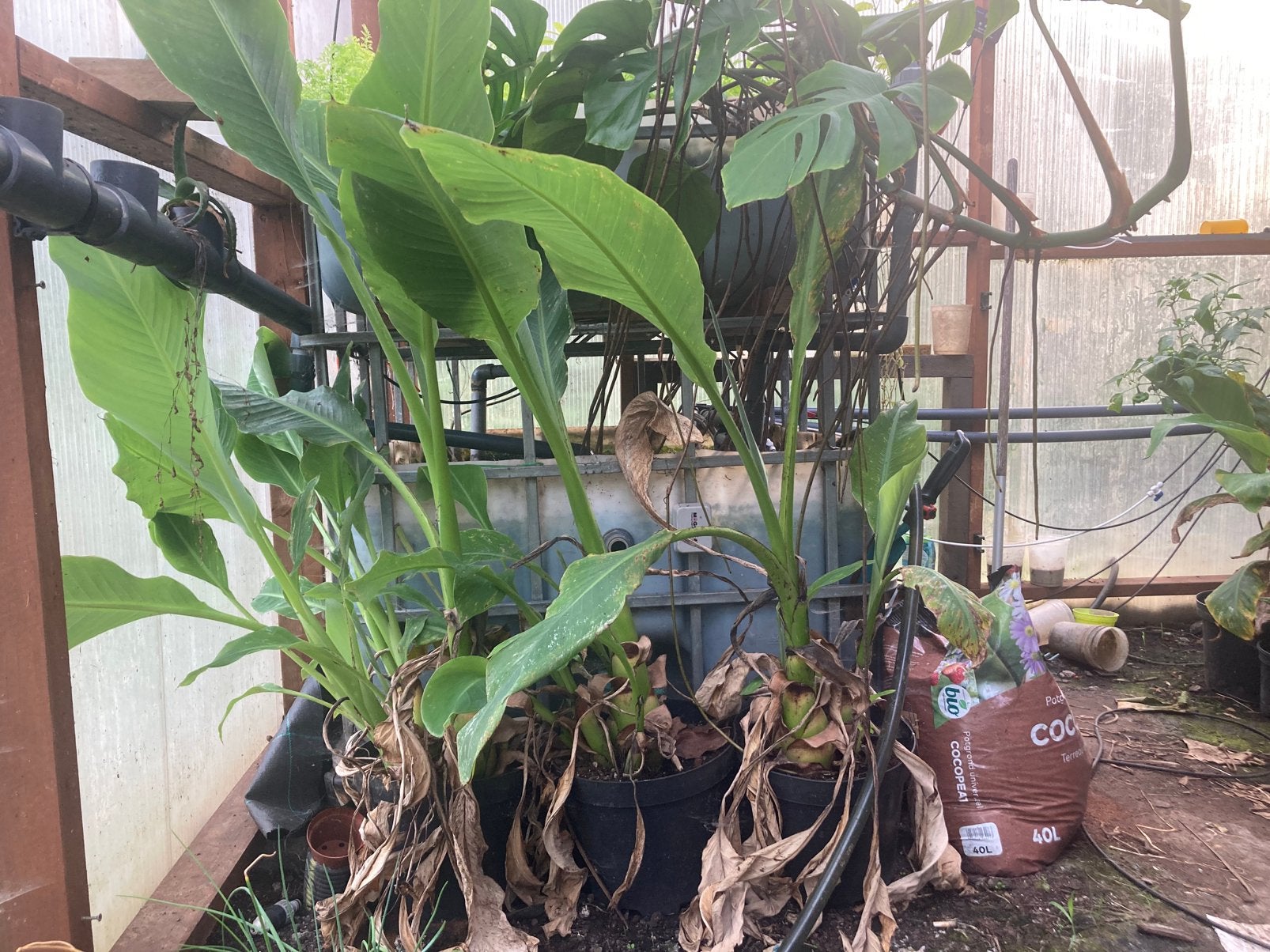 Bananenplant ( ongeveer 100 cm ), Ophalen