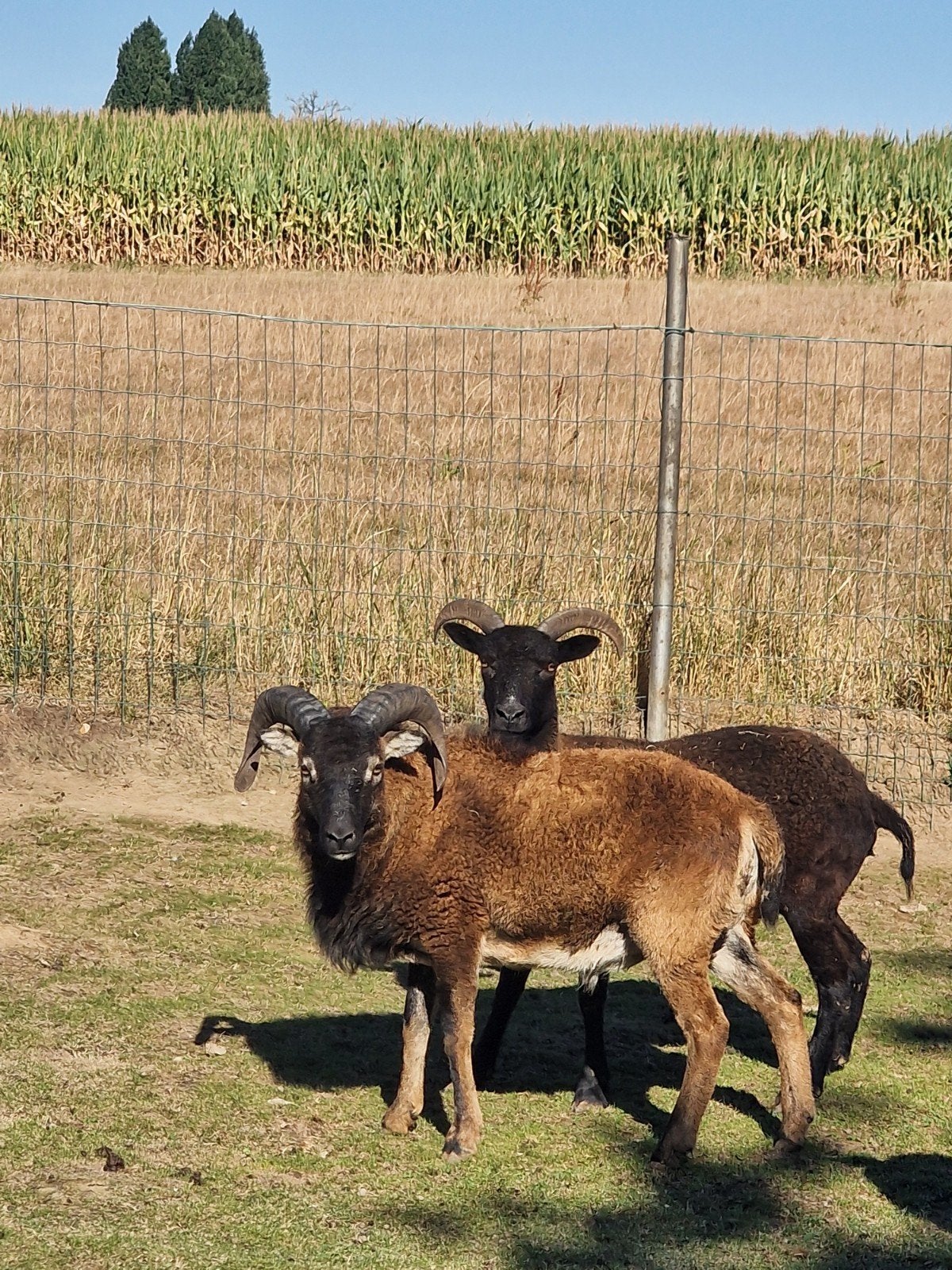 twee soay schapen te koop, Dieren en Toebehoren, Schapen, Geiten en Varkens, Meerdere dieren, Schaap, 0 tot 2 jaar