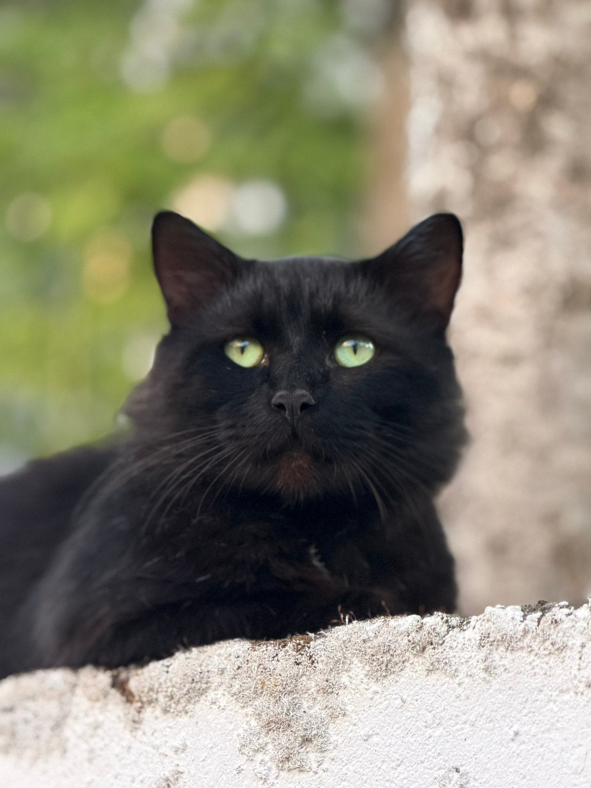 Half langharige kat, Animaux & Accessoires, 0 à 2 ans