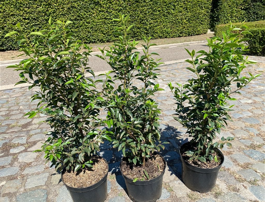 Laurier portugais, Enlèvement, Laurier, Arbuste