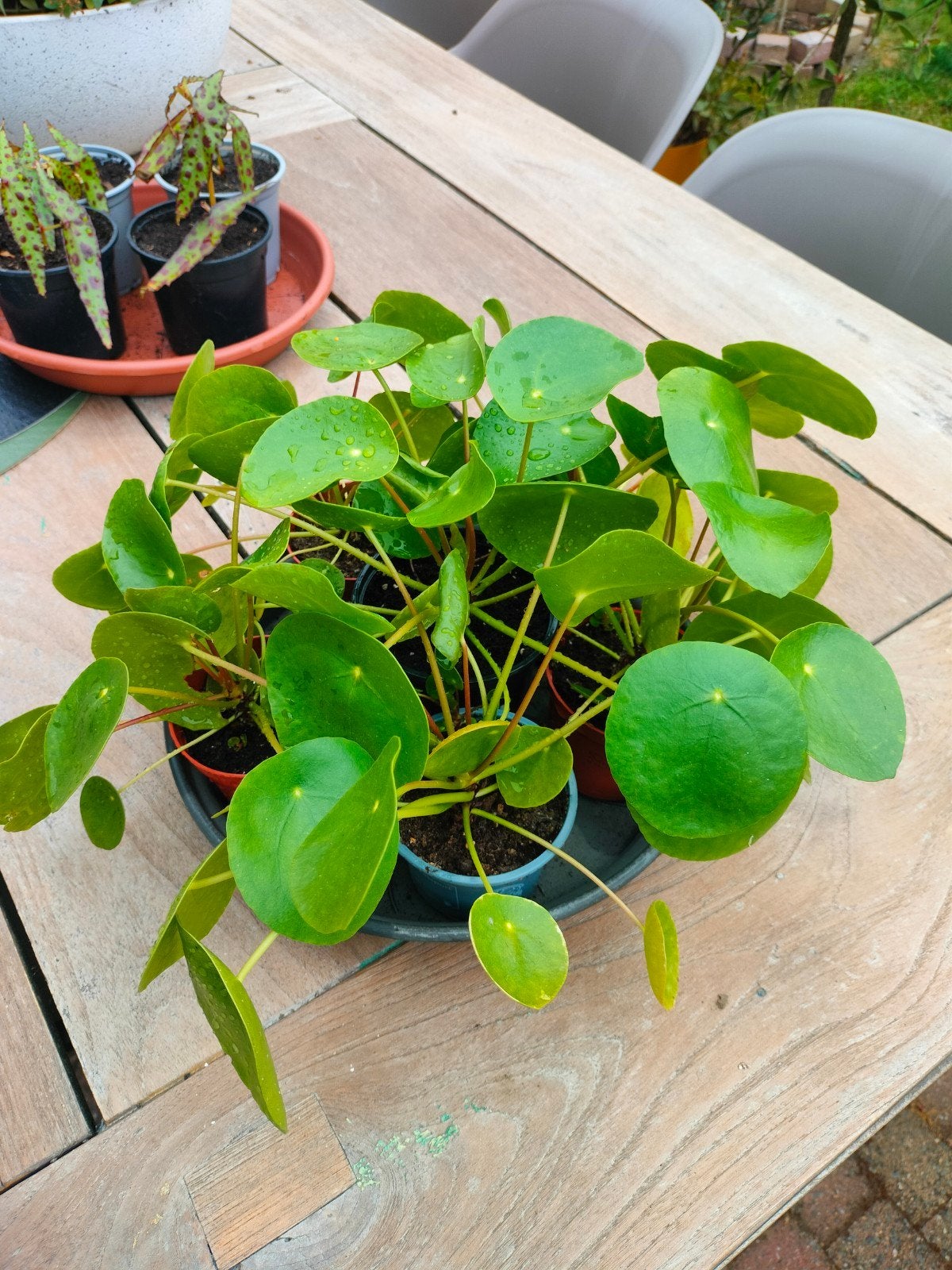 Pannekoekenplant stekken, Huis en Inrichting, Kamerplanten, Ophalen