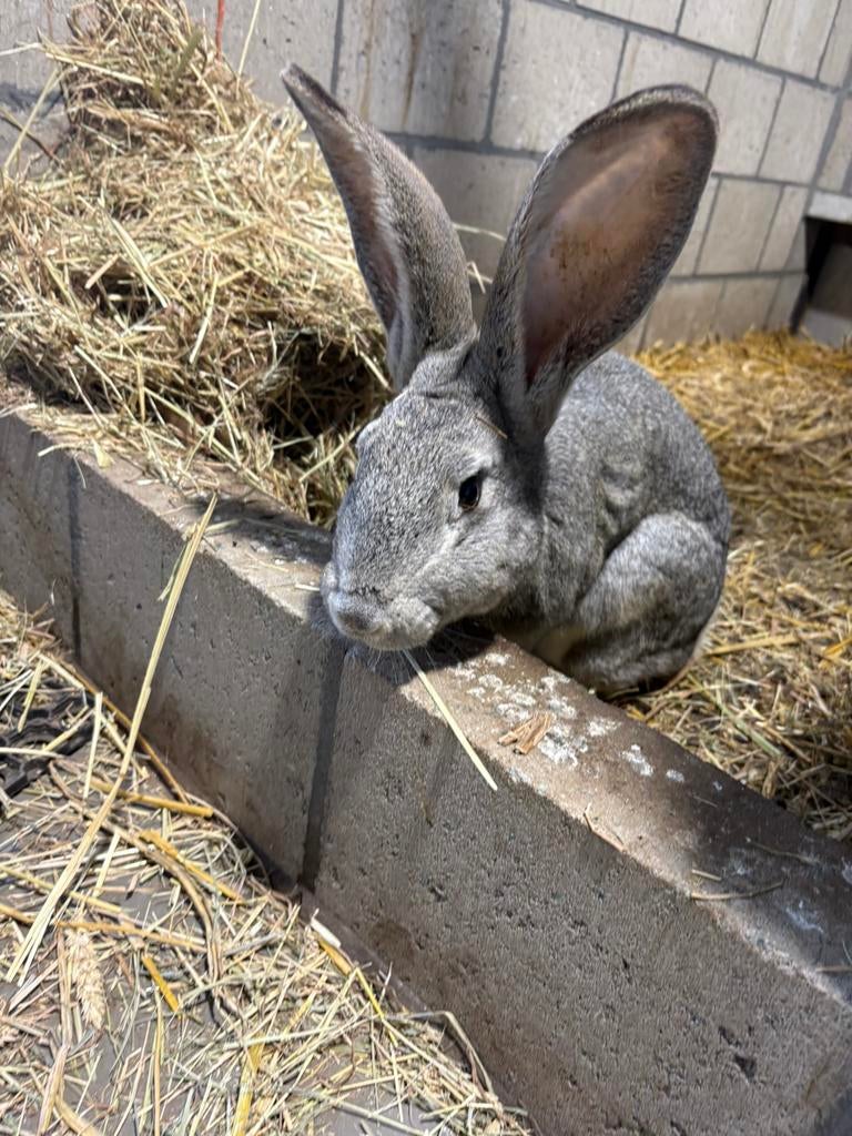 Vlaamse reus, chinchilla, Mâle, Grand, 0 à 2 ans