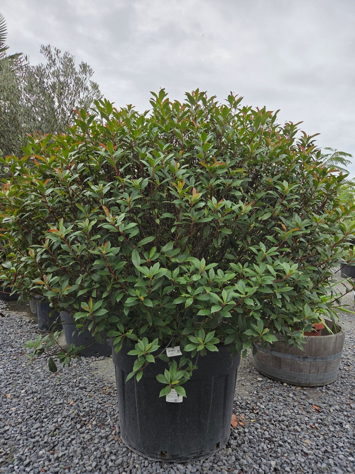 Photinia Carre Rouge Bol, Ophalen, Halfschaduw