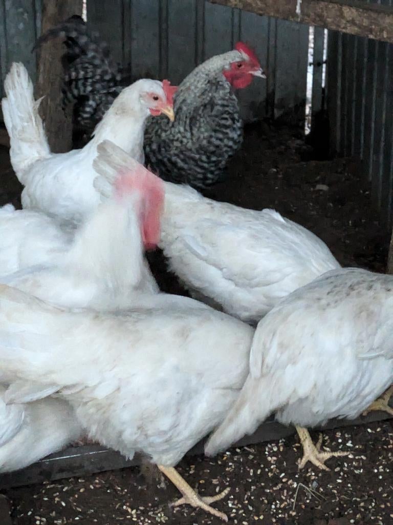 witte leghorn, Kip
