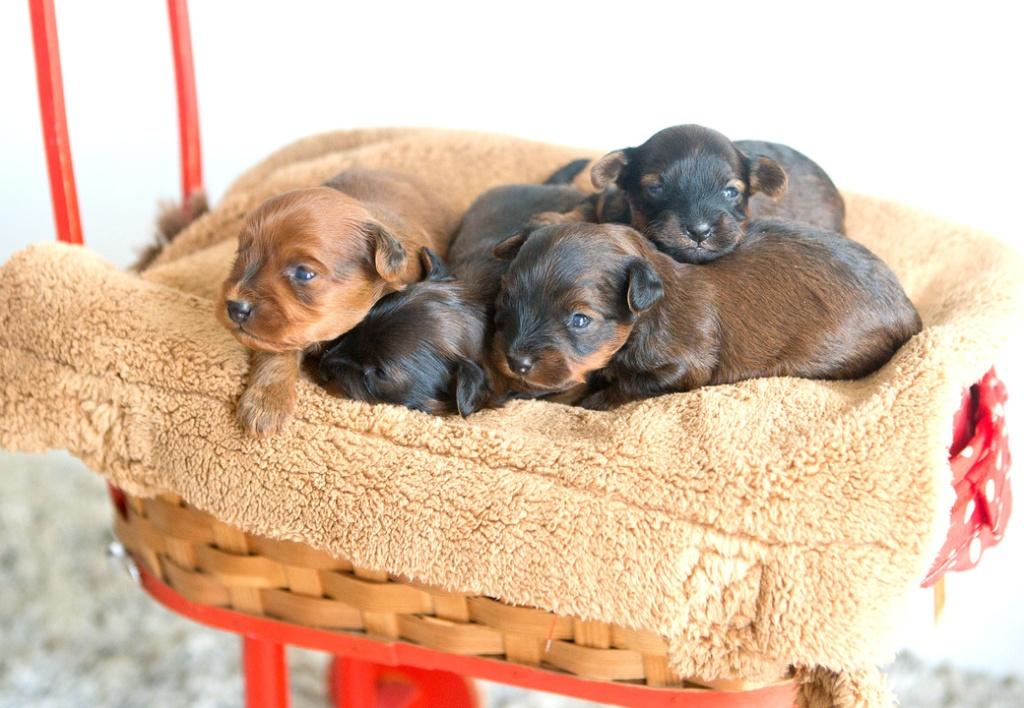 Adorables mini-chiots hypoallergéniques, Chien (mâle), Autres races, Belgique, 8 à 15 semaines