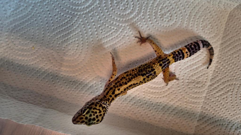 Bébé Gecko léopard Black Night Femelle, Lézard, Domestique, 0 à 2 ans