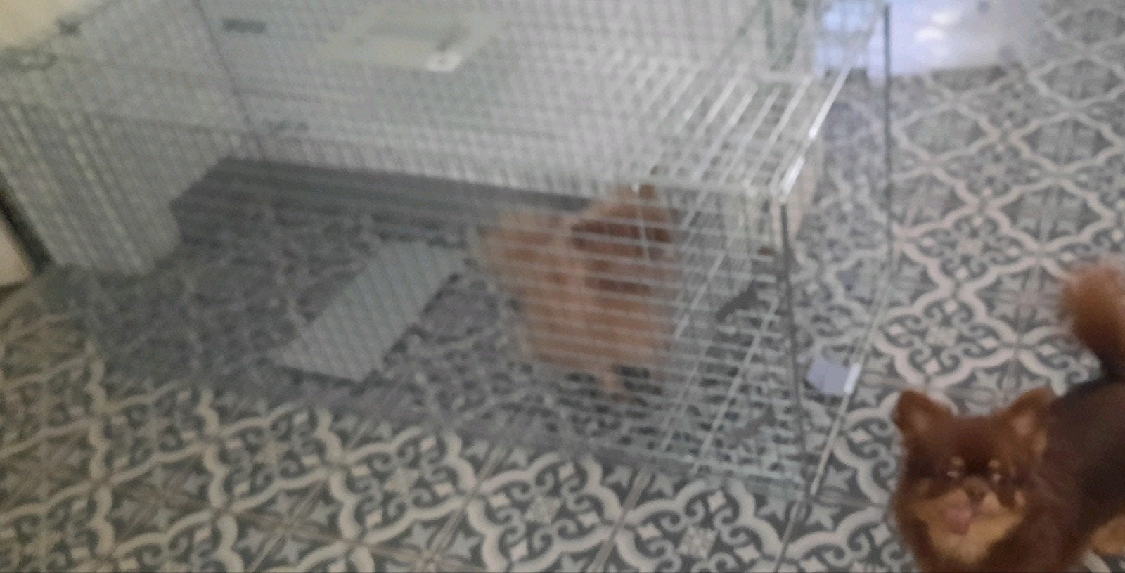 Vangkooi grote katten, kleine honden, vossen, ongedierte,enz, Ophalen of Verzenden, Nieuw
