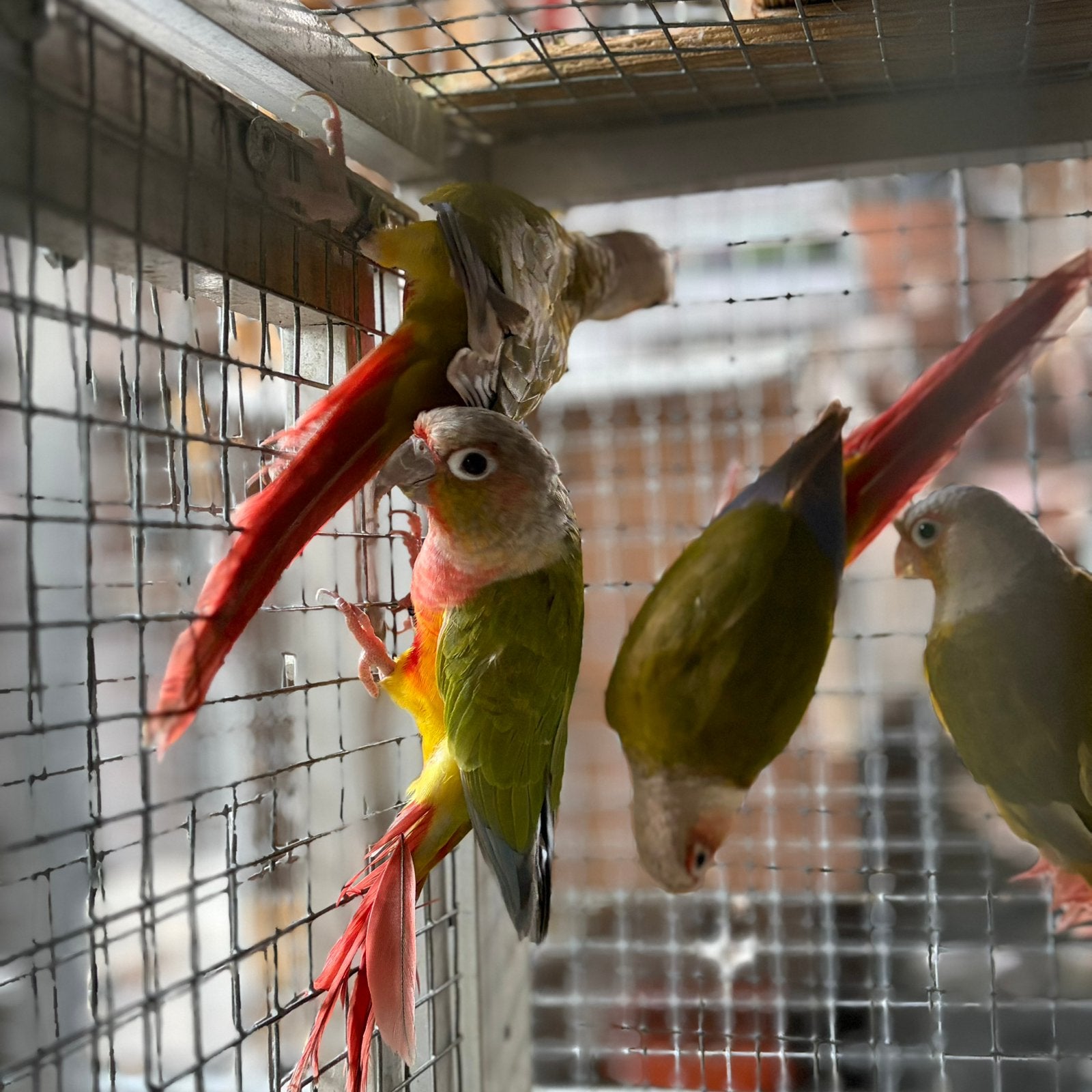 Pyrrhuras (diverses mutations), Animaux & Accessoires, Oiseaux | Perruches & Perroquets, Plusieurs animaux, Perruche, Bagué