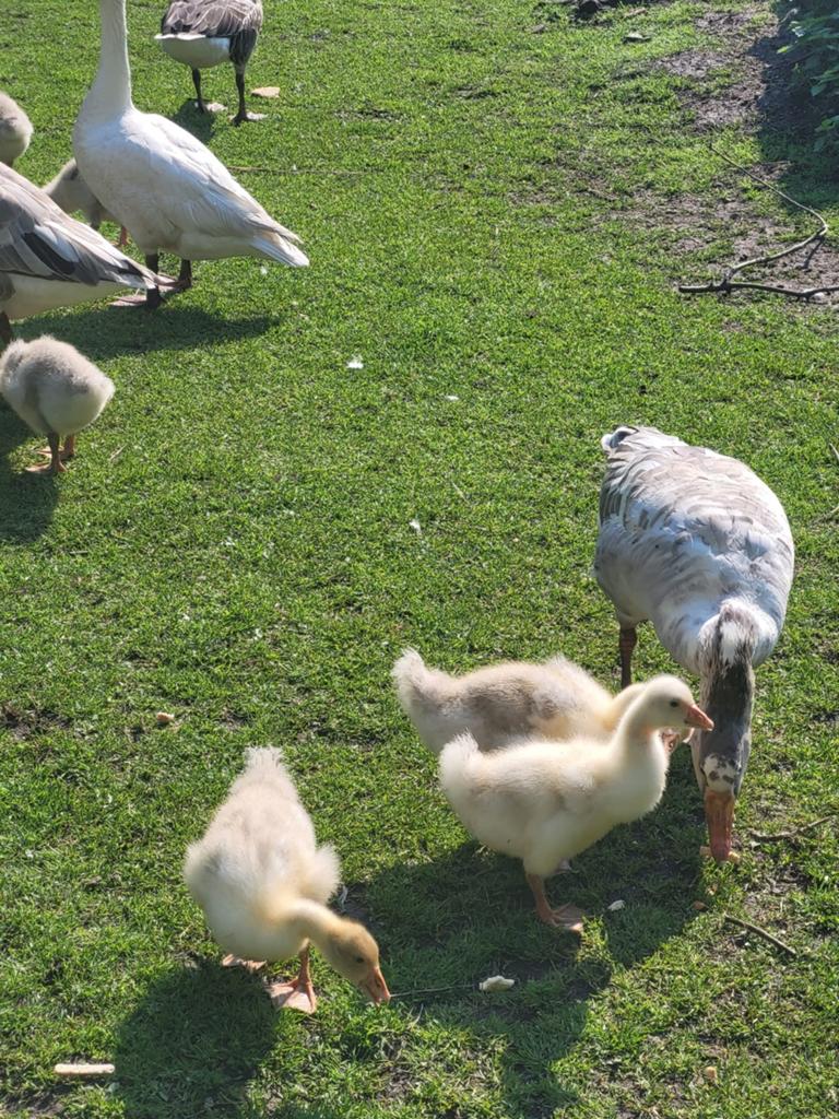 Jonge ganzen, Dieren en Toebehoren