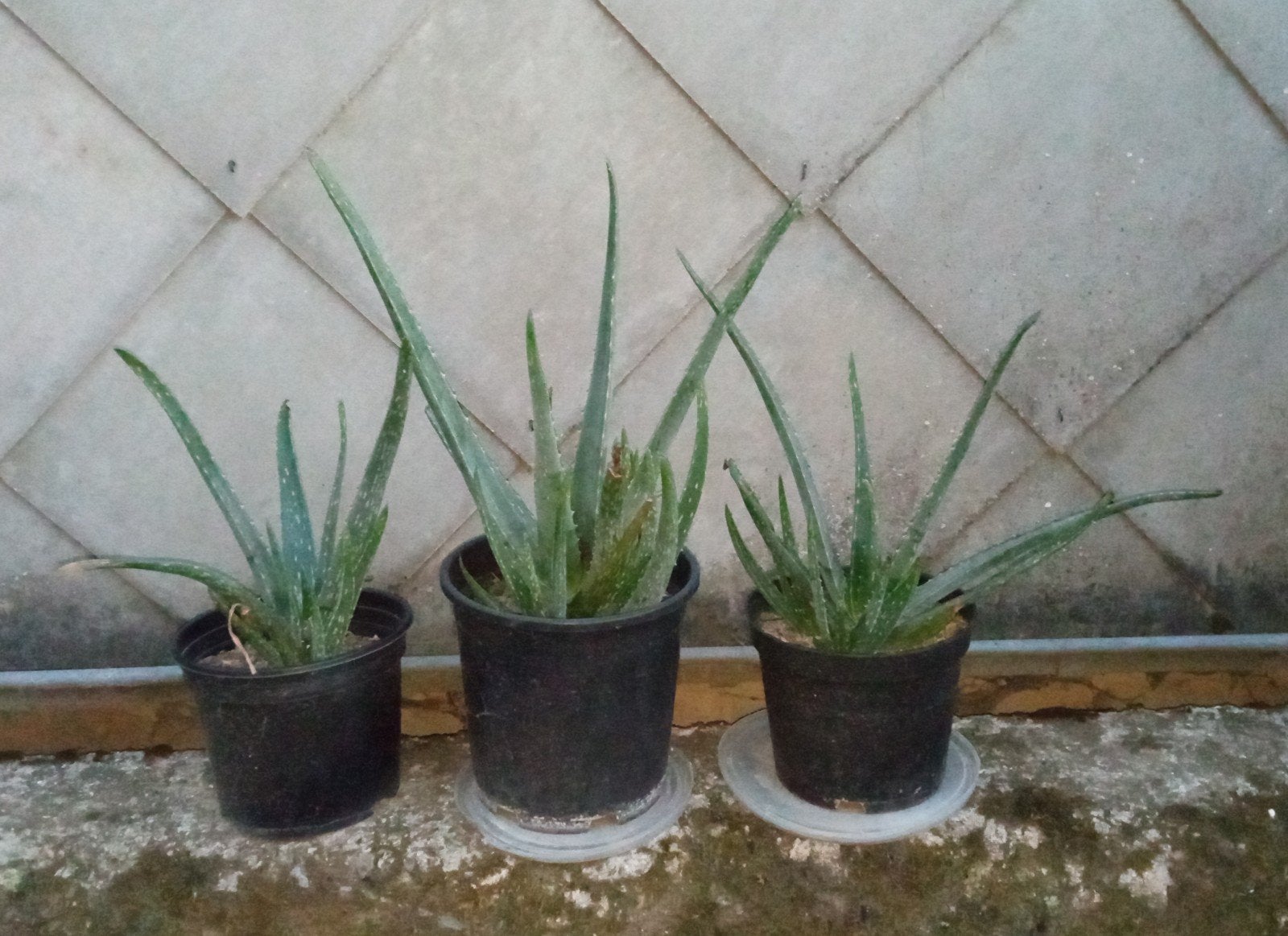 Plante aloe Vera, Enlèvement, Autres espèces, Plein soleil