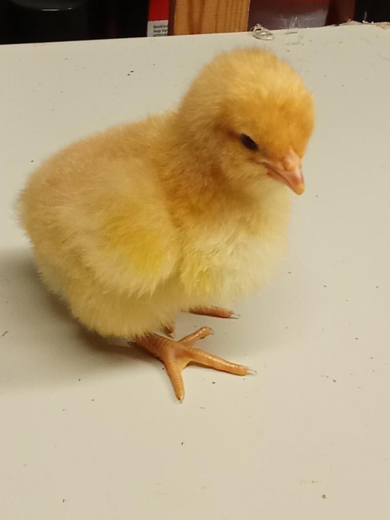 Kuikens Orpington buff groothoen, Dieren en Toebehoren