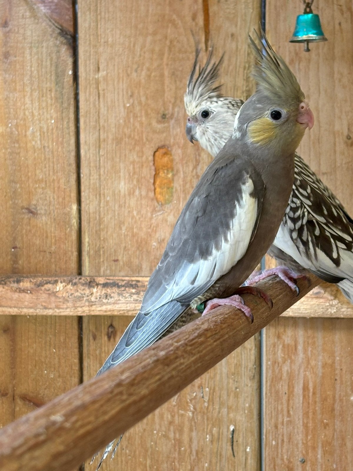 Wildkleur valkparkiet, Animaux & Accessoires, Oiseaux | Perruches & Perroquets, Perruche, Bagué