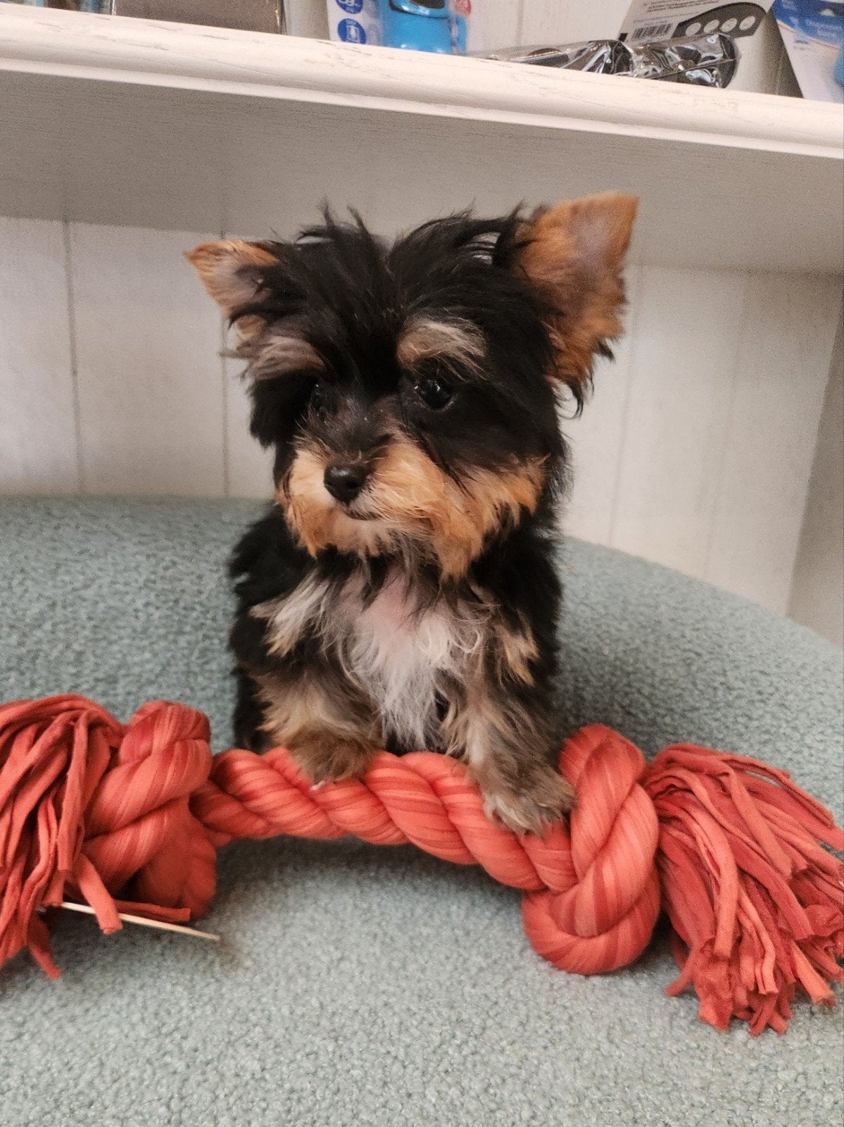 Yorkshire terrier reutje, Yorkshire Terrier, Chien (mâle), Maladie de Carré (chiens), Belgique