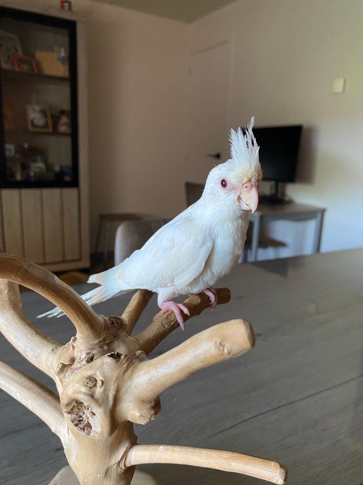 Calopsitte apprivoiser Eam, Animaux & Accessoires, Oiseaux | Perruches & Perroquets, Perruche, Domestique, Bagué